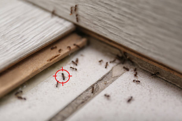 Best Residential Pest Control  in Medford, MN